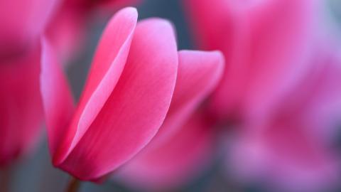 YITUYU艺图语合集打包下载永久更新